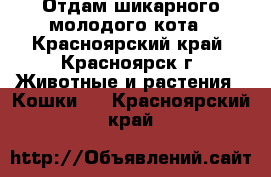 Отдам шикарного молодого кота - Красноярский край, Красноярск г. Животные и растения » Кошки   . Красноярский край